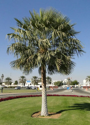https://i0.wp.com/www.greensouq.ae/wp-content/uploads/2017/11/wax-palm.webp?fit=1080%2C1080&ssl=1