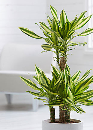 Dracaena Fragrans &#8220;Yellow Coast&#8221;