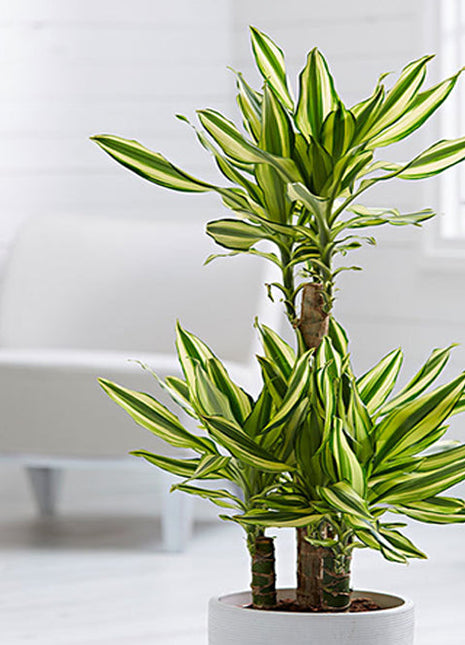 Dracaena Fragrans &#8220;Yellow Coast&#8221;