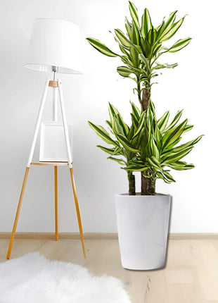 Dracaena Fragrans &#8220;Yellow Coast&#8221;