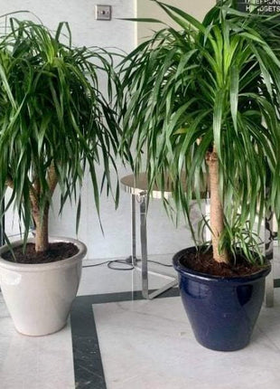 Dracaena Draco, Drago or Dragon Tree in Rolled Rim Pot(48&#215;37)(outdoor)