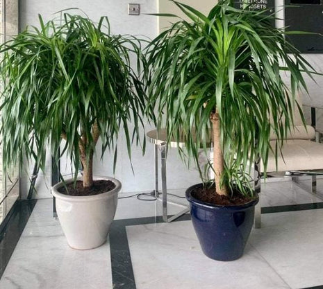 Dracaena Draco, Drago or Dragon Tree in Rolled Rim Pot(48&#215;37)(outdoor)