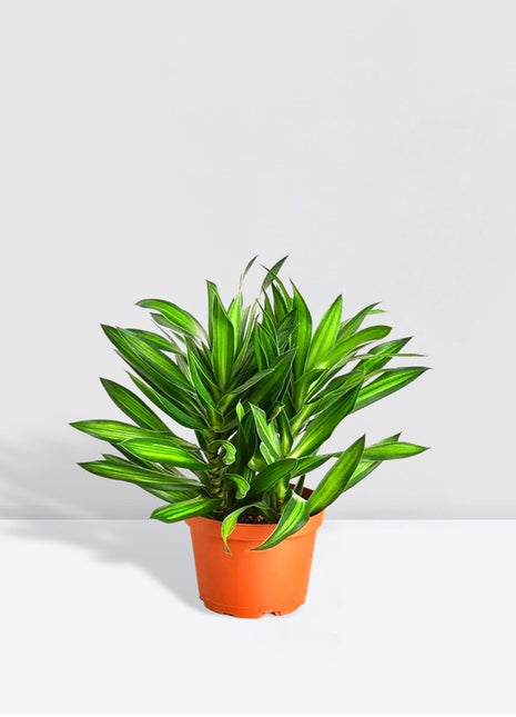 Dragon Tree &#8211; Song of Jamaica