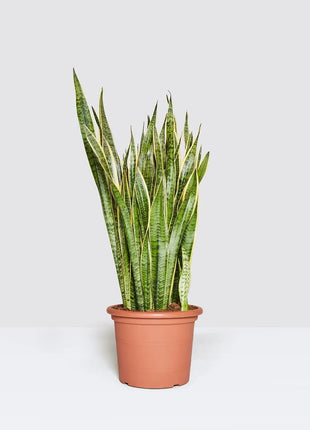 Sansevieria Trifasciata &#8216;Laurentii&#8217; or Snake Plant